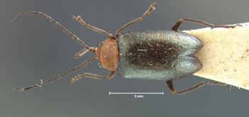 Media type: image; Entomology 18441   Aspect: habitus dorsal view